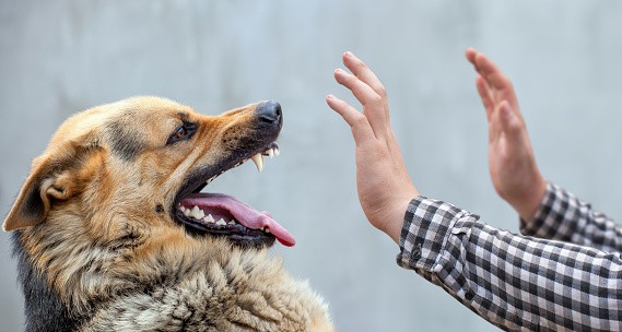 Texas Dog Bite Laws | Dog Bite Lawyer